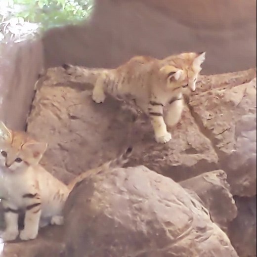 824K views · 173K reactions | The sand cat kittens climbed the rock wall in their exhibit for the first time today. Getting up was easy, but now they have to figure out how to get down. | Zoo Boise | Facebook