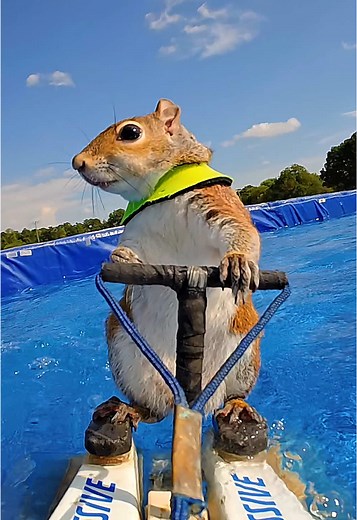 Tiny shredders need tiny cameras, that's why @twiggysinc uses the 4K #GoProHERO 🐿️ For a limited time, HERO is just $179, includes free US shipping, a 1-year GoPro Premium Subscription at http://GoPro.com. #gopro #gopropov #pov #hypersmooth #cute #waterskiing #squirrel