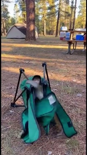 This Funny pet Monkey Will Never Trust Folding Chairs Again! #monkey #viral