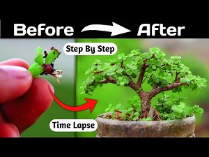 Jade Bonsai Making From Branch Cutting