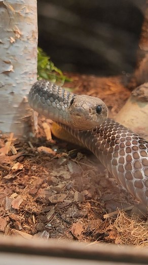23 reactions | Yellow-tailed cribo snakes (Drymarchon corais) are members of the indigo snake family, and are one of the longest colubrid snakes in the world, reaching lenghts of up to 3 meters, sometimes even more! . . . . . . . . #snake #longsnake #colubrid #cribosnake #lordoftheforest #snakerescue #reptilerescue #snakefact #drymarchon #drymarchoncorais #indigosnake #littlerays #littleraysnaturecentre | Little Ray's Nature Centre | Facebook