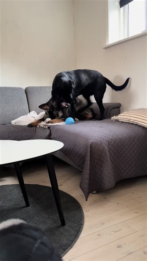 Choosing Between German Shepherd and Labrador Retriever