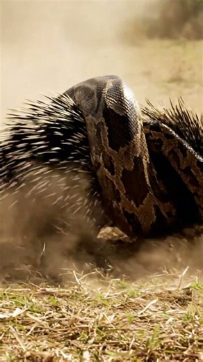 Python Wraps Around a Porcupine… Then the Spikes Fight Back #Python #Porcupine #wildlife #shorts