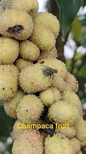 champaca fruit #shorts #youtubeshort #nature #fruits