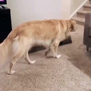 4.9K views · 194 reactions | Golden angel masters the art of the sneak | Doggos Doing Things | Facebook