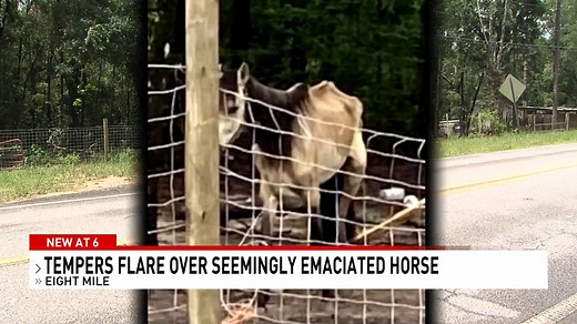 "What's your concern right now with that horse?" asked Ramey. "That she's gonna die. I don't think she will make it. I mean, that horse probably has a week left if not less," replied Ramsdell. FULL STORY: https://bit.ly/3w1awuQ | NBC 15 News