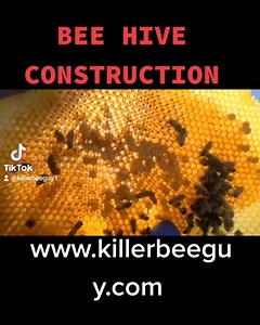 HEXAGONAL BEE HIVE CONSTRUCTION!! #killerbees #killerbee #standw #photooftheday | Killer Bee Guy