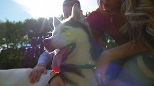 435K views · 1.6K reactions | These two pups help keep this military family close, even when they can’t be together ❤️ | Welcome Home | Facebook