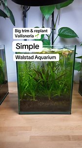 Time for a big trim & replant in my Simple Walstad Aquarium ❤️🌱🦐🐟 The Vallisneria has taken over the front, blocking the view, and the Pearlweed’s going wild too. Let’s tidy things up and refresh this low-tech, no-filter walstad aquarium. See pinned comment for information about this aquarium. Follow for more updates.❤️🍀☘️🦐🦐🐟🐟🐟#lowtech #nofilter #nano #aquarium #plantedtank #walstadmethod #walstadtank #wild #guppy #fish #neocaridina #shrimp #ecosystem #maintenance #trimming | 小鱼仔sm9llfi