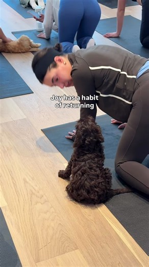 Life has its ups and downs (but at least there’s puppies!) Research shows that regular puppy interaction reduces cortisol, increases oxytocin, supports cognition, and builds emotional resilience over time... which is just a scientific way of saying: Puppy therapy is good for you, and you deserve to keep coming back. We’ll save you a spot. Click the link in our bio to book your next class ♡