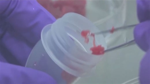 Italia prohíbe la producción y venta de carne artificial