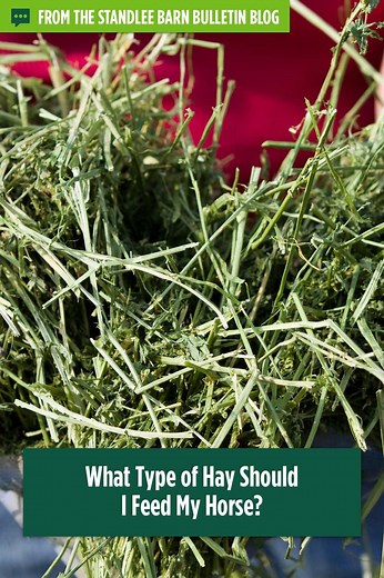 What Type of Hay Should I Feed My Horse?