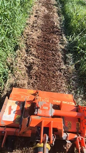 🍚 🌾 I've wanted to grow rice every since I first read Masanobu Fukuoka's 'One straw revolution' over a decade ago. Now the seeds have been sown! Not sure how we will harvest or process yet. But let's see if our cultural practices first get us to a yield! The Rice crop rows are about 0.3m wide, and are also sown with pigeon pea, sun hemp and sunflower which will be pruned as necessary. #Syntropy #rice #organic #regenerativefarming #regenag #regenerative #syntropicrice | Tobias O'Grady
