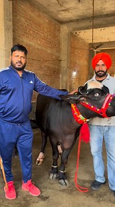 Sandeep Dairy Farm on Reels