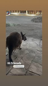 WILD LIFE Sydney Zoo on Reels | Facebook