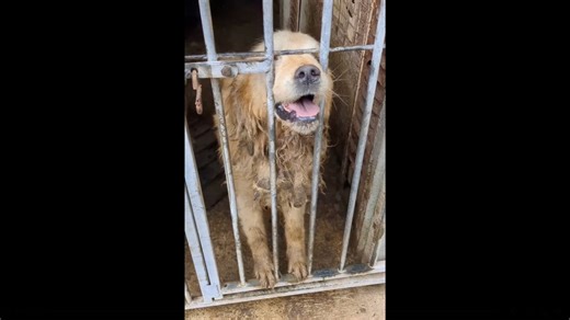 Enfermés dans des conditions déplorables, ces chiens ont été libérés d’un élevage clandestin
