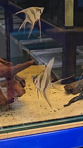 11K views · 304 reactions | Wild caught Rio Orinoco Altum angelfish at Premier aquatics ltd. #angelfish #altum #altumangelfish #fish #fishes #tropicalfish #aquariumfish #aquarium #fishtank | Premier aquatics ltd | Facebook