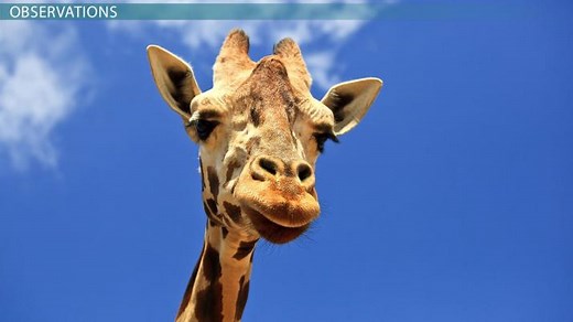 How Darwin's Observations Showed the Process of Natural Selection