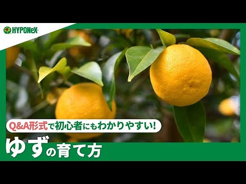 ☘153: How to Grow Yuzu | Can you harvest green yuzu? Planting tips and pruning tips [Plantia Q&A]...