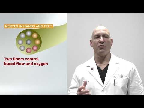9 Nerve Fiber Types — How Doctors Evaluate Peripheral Neuropathy and Choose Treatment/ Dr Petrie