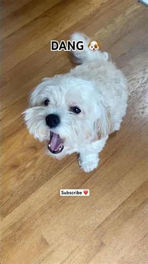 Why Snoopy Refuses to Blink😂👁️#shorts #ytshorts #youtubeshorts #shortsfeed #shortsvideo #dog #pets