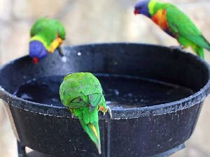 The birbs had a pool party! | San Antonio Zoo