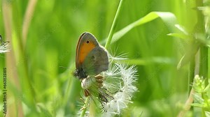 Butterfly Small heath, Coenonympha pamphilus on dandelion with seeds among green grasses in meadow on sunny warm spring time - real time, close up shot. Topics: beauty of nature, fauna, flora, season