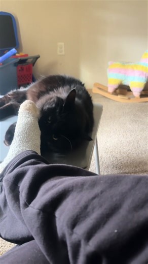 Meet Batman everyone #batman #cattok #blackcatsoftiktok #tiktok #fypシ