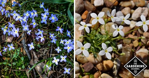 How to Grow Quaker Ladies Flowers (Houstonia Caerulea) - Gardening Channel