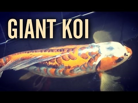 Giant 3ft Shusui Jumbo Butterfly Koi