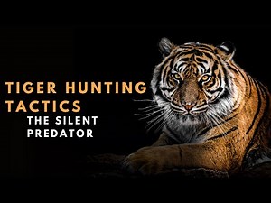 Tiger Hunting Tactics: The Silent Predator | Wild Nature Documentary