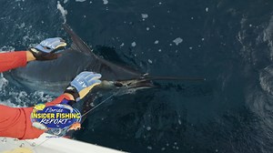 Marlin are one of the most recognizable game fish in the world. In fact, when most people think fishing, they think about marlin. So, catch this week's show to learn about targeting these fish in your region! @ballysportsflorida Tonight at 7 p.m. and 11 p.m. Friday at 10:30 a.m. Saturday at 9:30 a.m. Academy Sports Outdoors Alta Equipment Florida Yanmar America Amera Trail Custom Trailers BAJÍO Sunglasses Bass Assassin Lures, Inc. Bluewater Outriggers Casa Vieja Lodge Coastal Conservation Associ