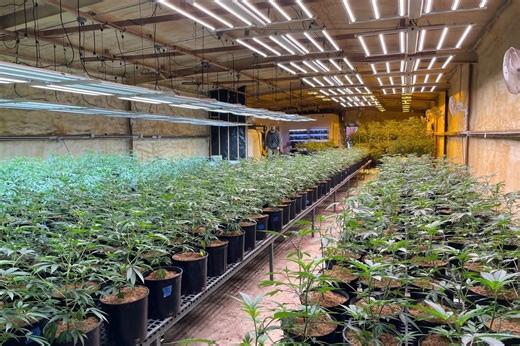 Inola grow bust: Thousands of plants seized by OBN