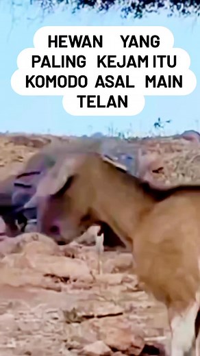 1.3K reactions · 14 shares | Yahou Doang on Reels | Facebook