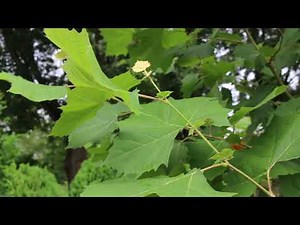 American sycamore (Platanus occidentalis) - Plant Identification