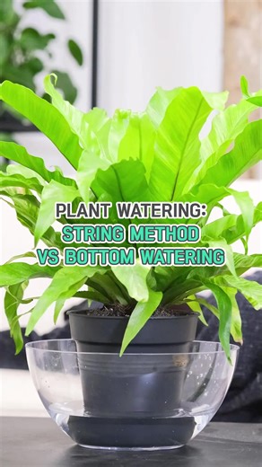 7.8K views · 91 reactions | Watering wonders: Is the string method or bottom watering better for your greens?   #watering #plants #houseplants #succulents #indoorplants #stringmethod #bottomwatering #plantcaretips #plantcare | Succulents Box | Facebook