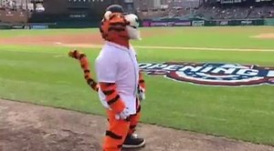54K views · 583 shares | Happy #NationalMascotDay PAWS! | Detroit Tigers | Facebook