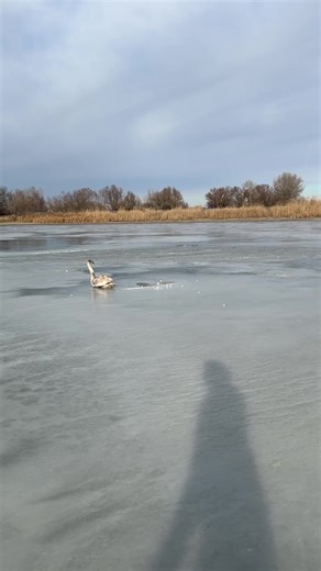 #природа | Nature Videos