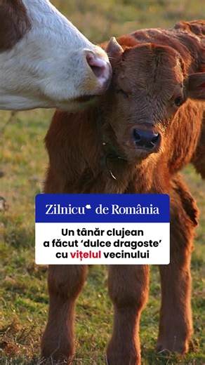Cazul a fost preluat de o echipă complexă formată din polițiști de investigații criminale din Huedin și polițiști ai Secției 8 Poliție Rurală Huedin. În urma cercetărilor, anchetatorii au identificat un suspect, un tânăr de 23 de ani din Gârbău. Potrivit polițiștilor, acesta ar fi pătruns fără drept în anexa gospodărească și ar fi exercitat acte de natură s3xu@lă asupra animalului. Pentru stabilirea tuturor circumstanțelor cazului, polițiștii au dispus efectuarea unei expertize medico-legale psi