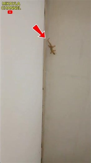 a gecko relaxing on the wall🦎#shorts#animals