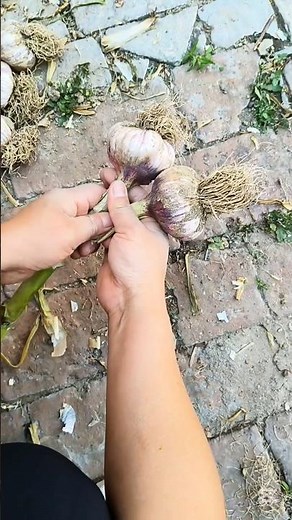 Learn step by step to make garlic braid #garlic #gardeningtips #smartfarming
