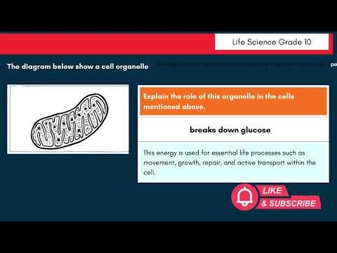 Life Sciences Grade 10: Past Paper Revision | Organelle Roles and Functions