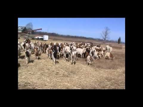 Herding Goats with Dogs : Blue the Border Collie