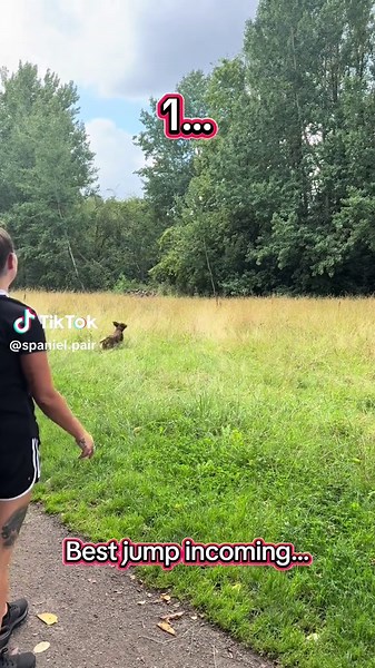 Spaniel Jumps Through Long Grass - Hilarious Dog Moments