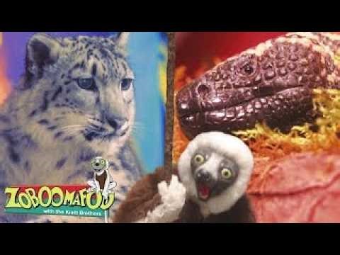🔴 Zoboomafoo LIVE 24/7 🔴 Hot and Cold | Zoboomafoo - WildBrain | Full Episodes for Kids
