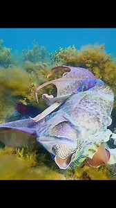 6.5K views · 122 reactions | Giant cuttle fish #cuttlefish #pacificoctopus # | Worlds Mysteries | Facebook