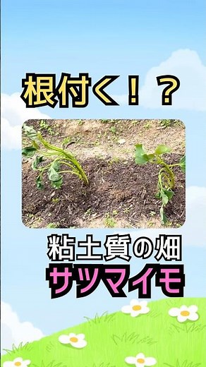 【畑初心者】根付く！？粘土質の畑に植えたサツマイモ 枯れたかも… #畑初心者 #さつまいも栽培