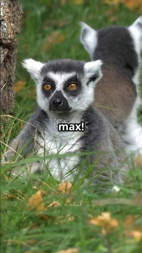 Aye-Ayes: The Most Unusual Creature on Earth