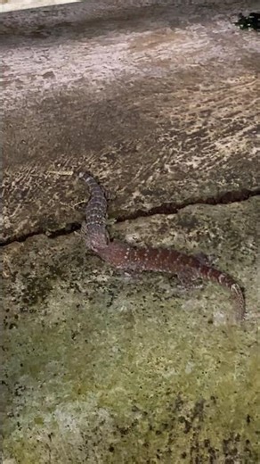 Wild Gecko Battle: Who Wins This Fight? 🦎