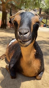 4.5K views · 267 reactions | Chris the Nigerian dwarf goat would wish everyone a very maa-ry #WorldGoatDay if she cud.   #Goat #ZooPuns #ChewingCud | Los Angeles Zoo | Facebook